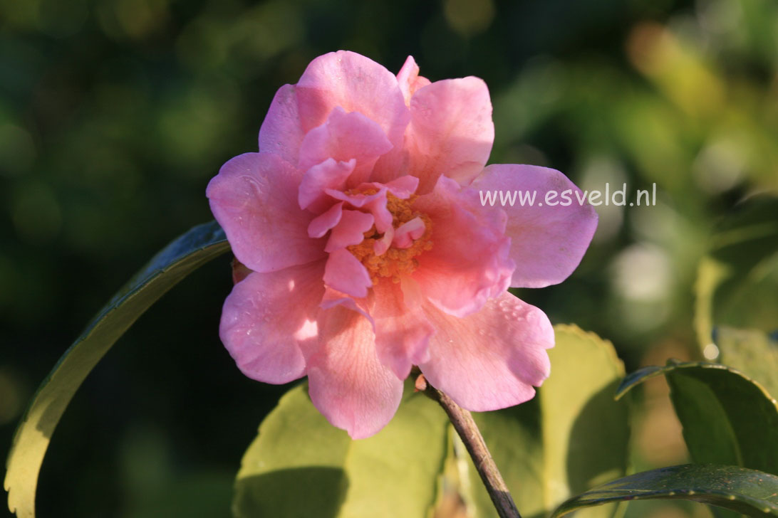 Camellia 'Winter's Charm'