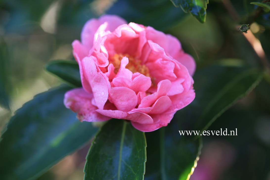 Camellia 'Winter's Joy'