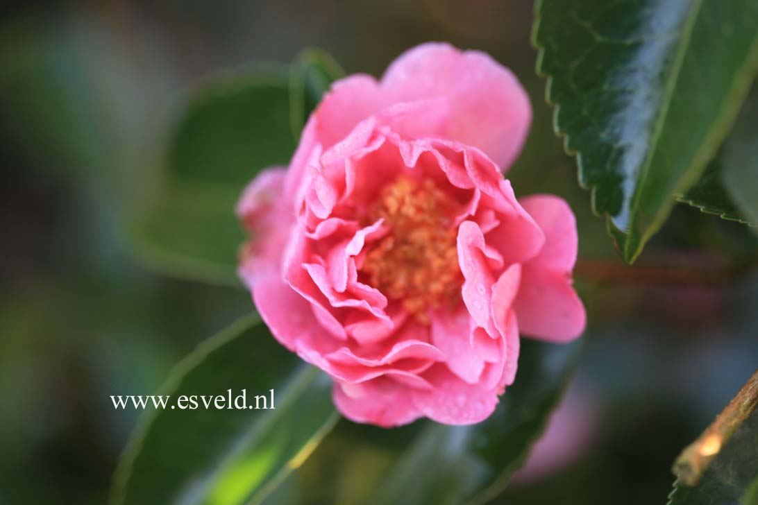 Camellia 'Winter's Joy'