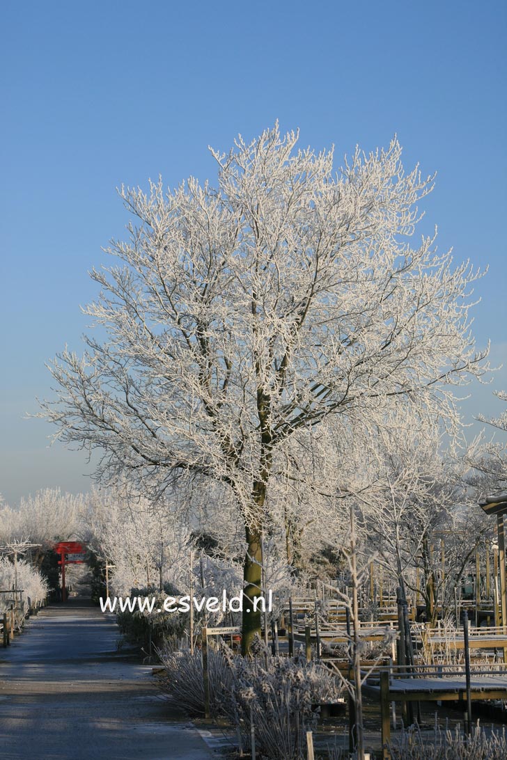 Fagus crenata