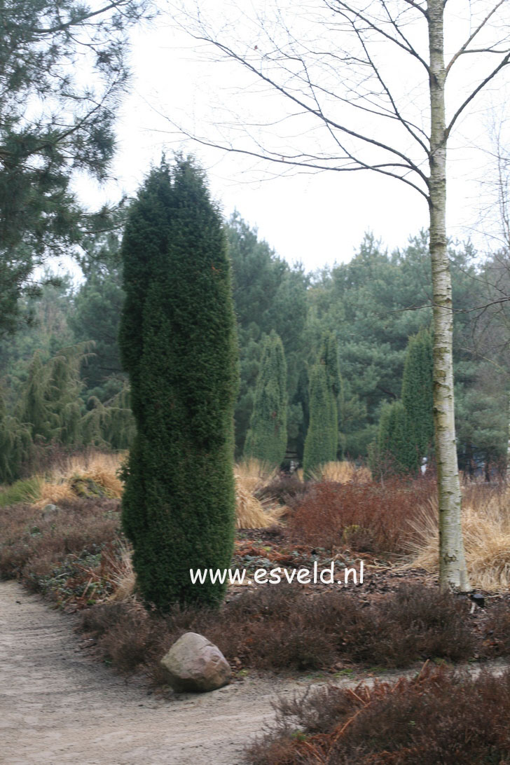 Juniperus communis 'Suecica'