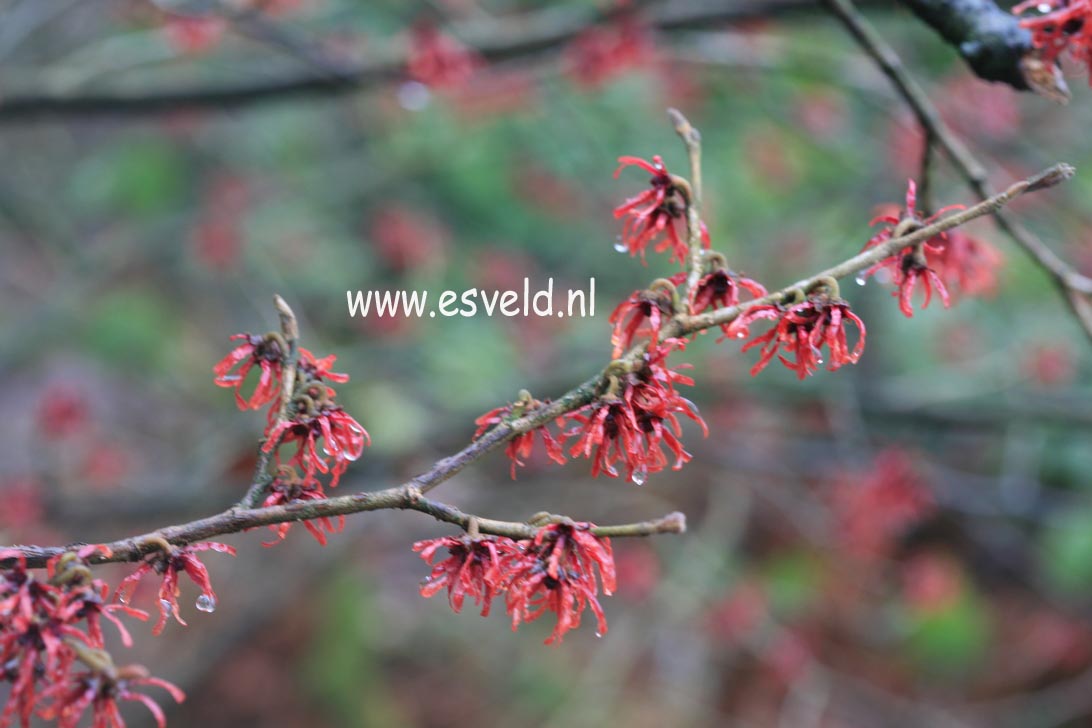 Hamamelis intermedia 'Diane'