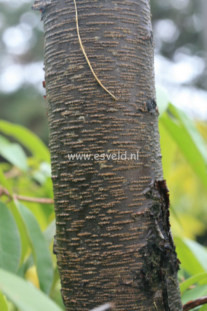 Betula chinensis