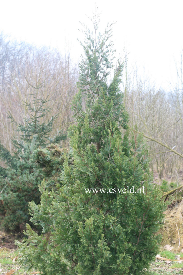 Austrocedrus chilensis