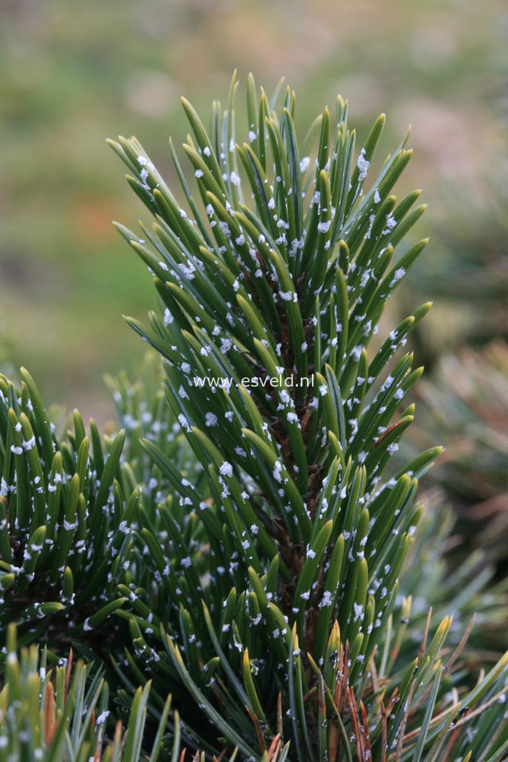 Pinus aristata