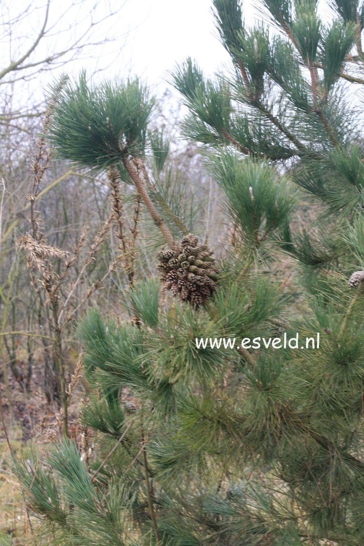 Pinus thunbergii