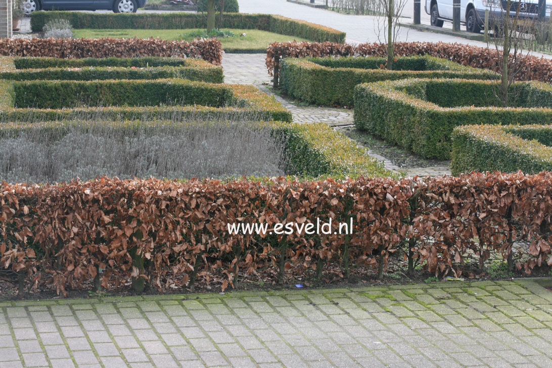 Buxus sempervirens