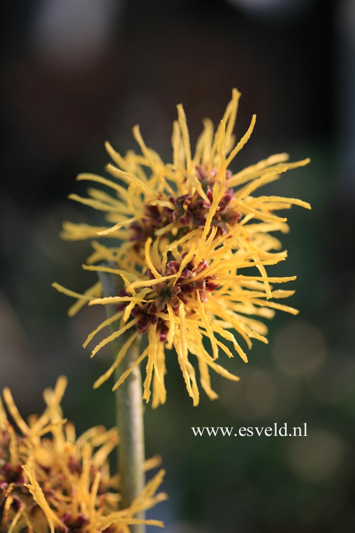 Hamamelis intermedia 'Amanda'