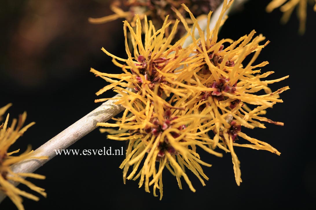 Hamamelis intermedia 'Amanda'