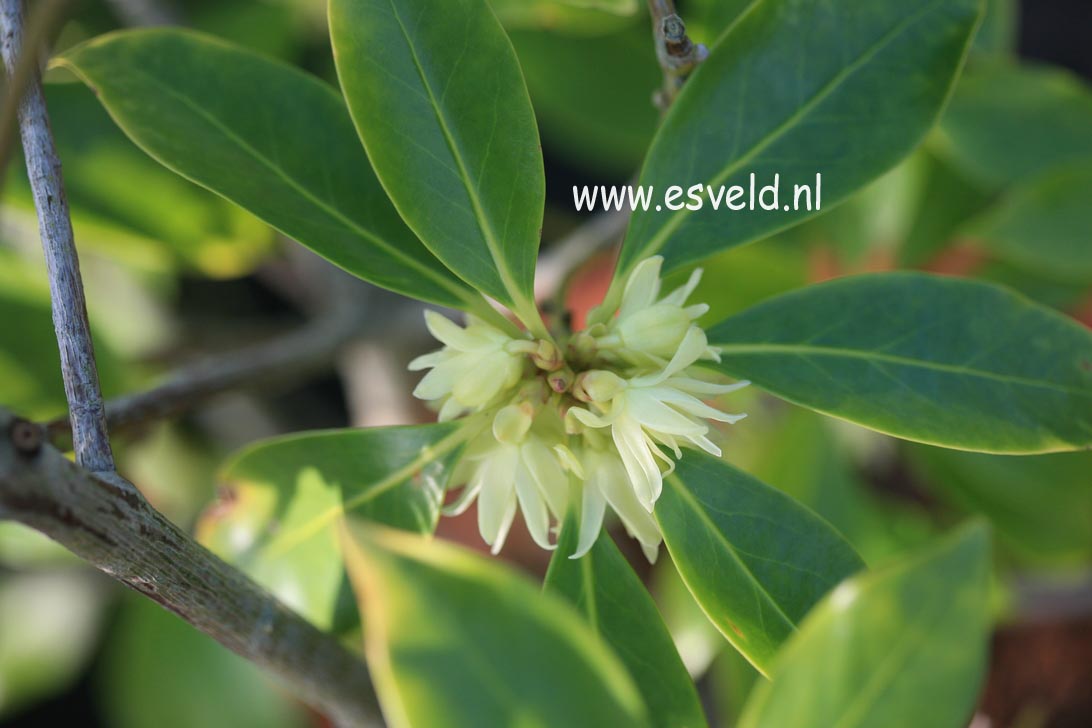 Illicium anisatum