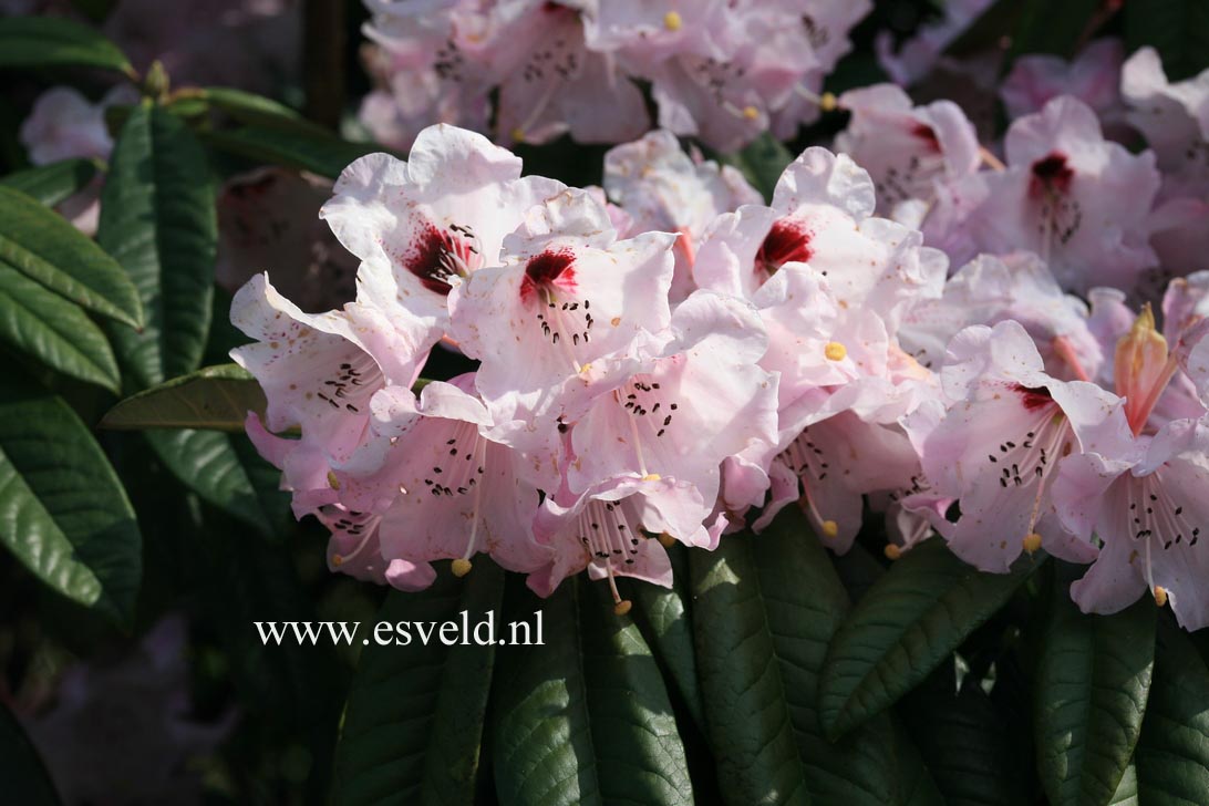 Rhododendron argyrophyllum 'Chinese Silver'