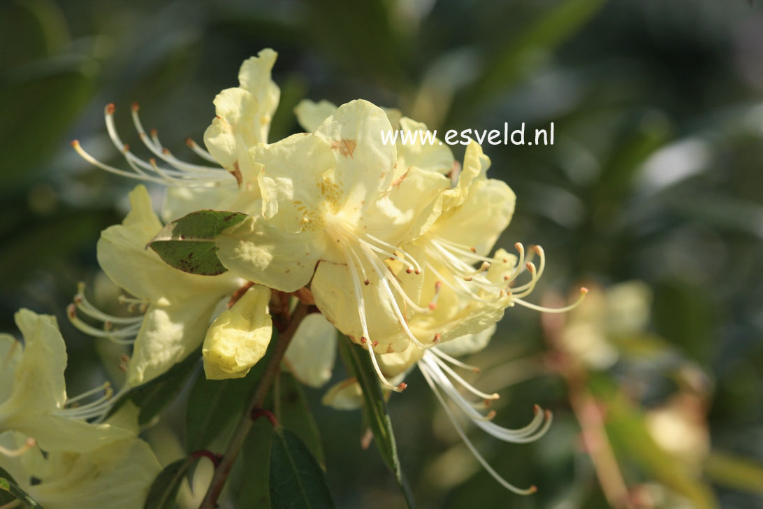 Rhododendron lutescens