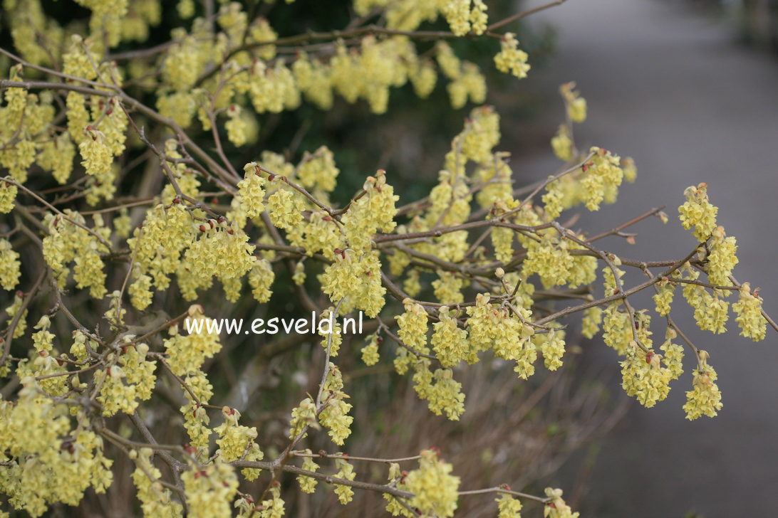 Corylopsis sinensis