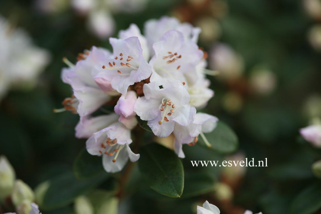 Rhododendron 'Pink Elf'