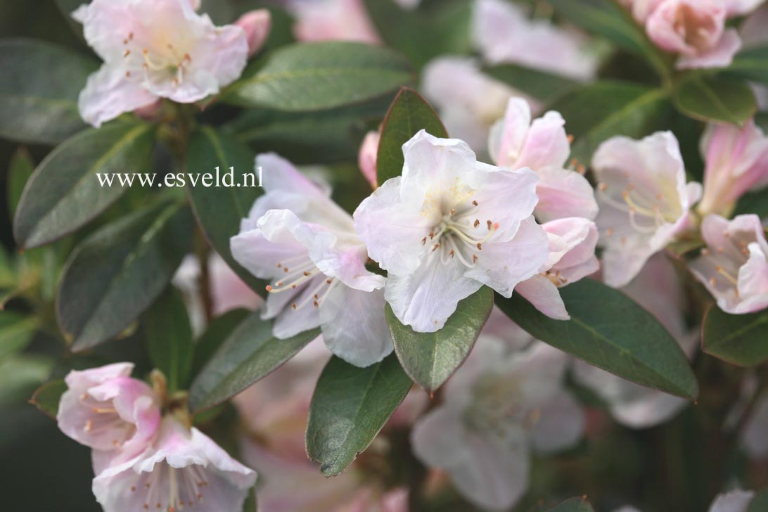 Rhododendron 'Isola Bella'