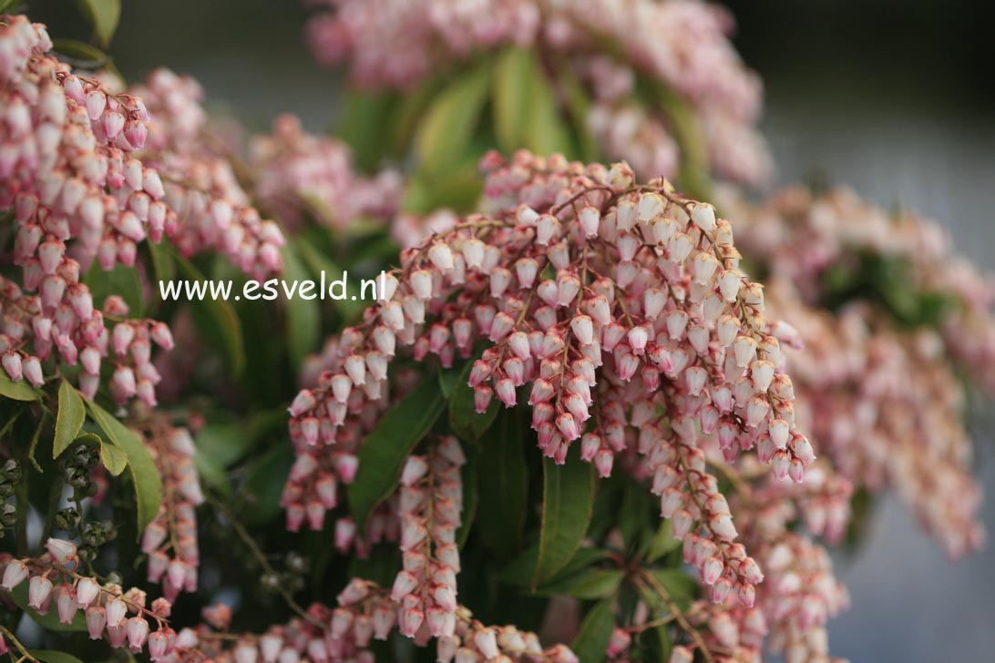 Pieris japonica 'Pink Delight'