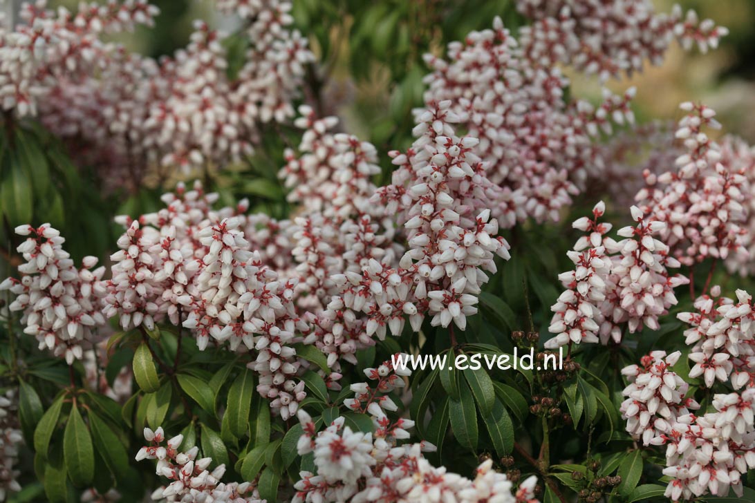 Pieris japonica 'Bonfire'