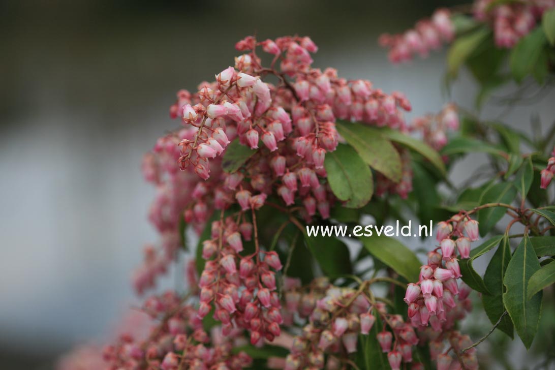 Pieris japonica 'Rosalinda'