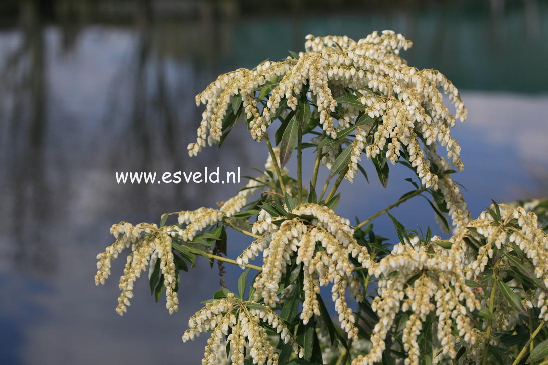 Pieris japonica 'Snowdrift'