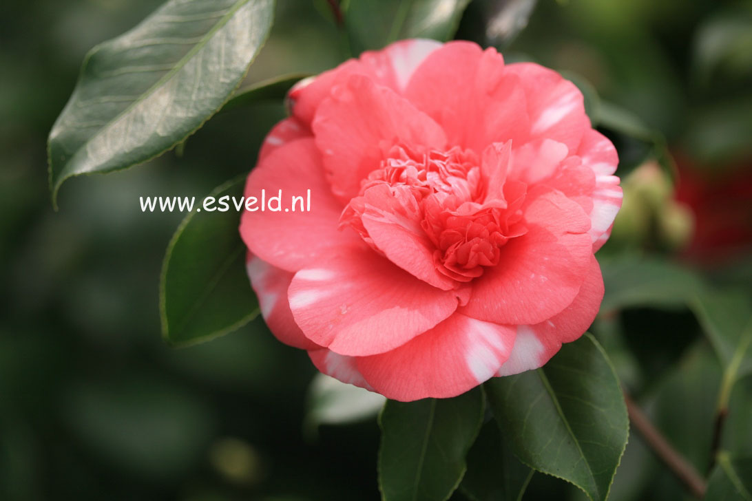 Camellia japonica 'Elegans'