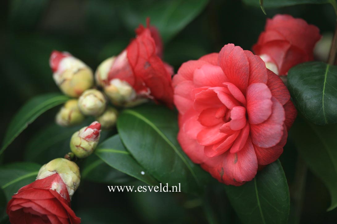 Camellia japonica 'Nuccio's Cameo'