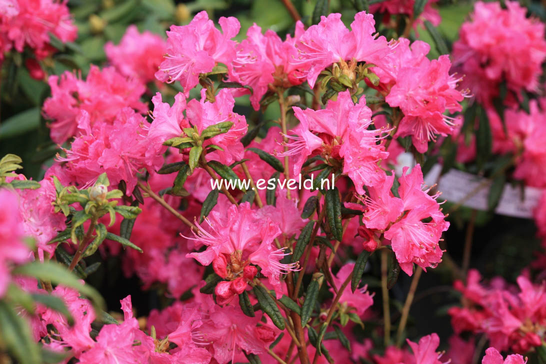 Rhododendron 'Ostara'