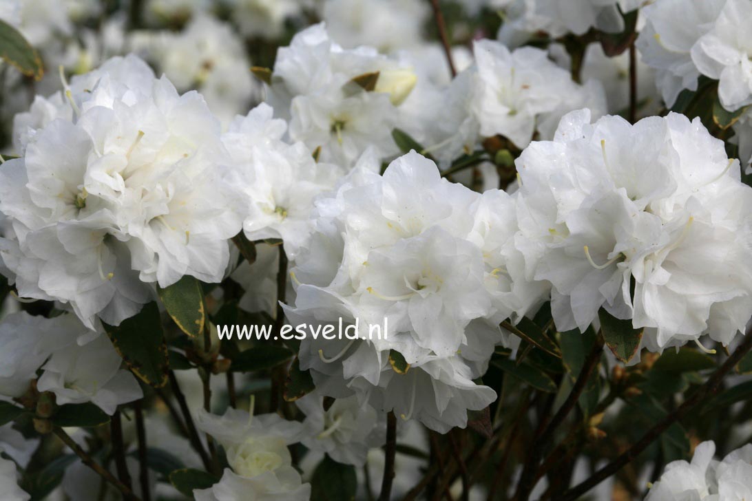 Rhododendron 'April Snow'