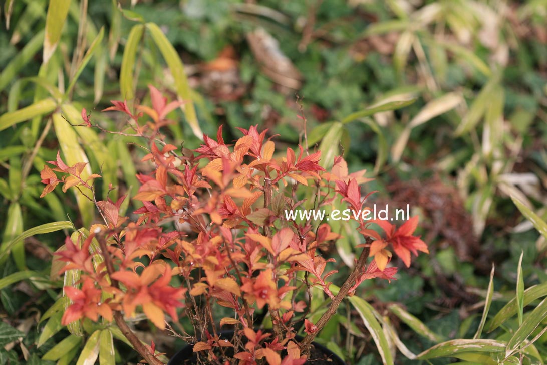 Spiraea japonica 'Goldflame'