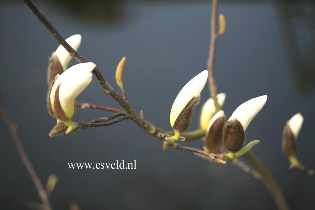 Magnolia 'Tina Durio'