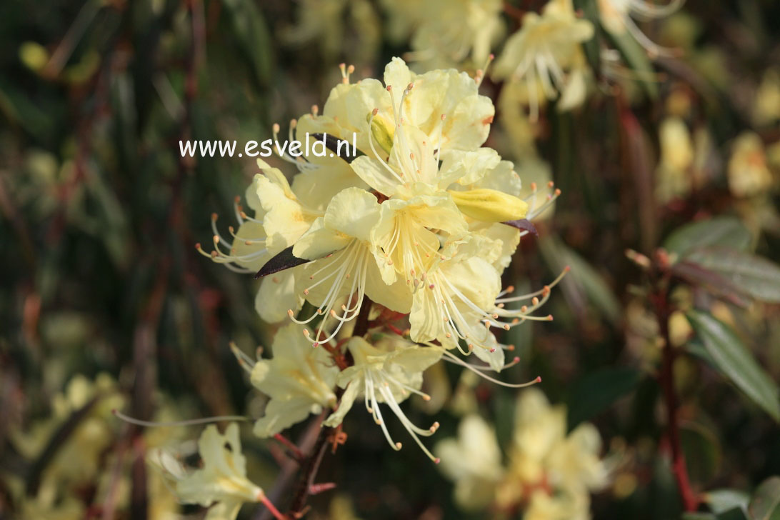 Rhododendron lutescens