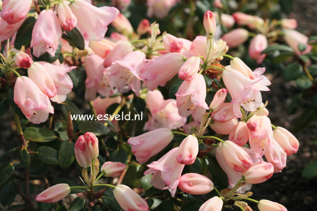 Rhododendron 'Moonstone'