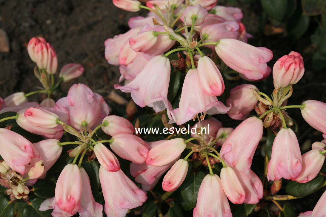 Rhododendron 'Moonstone'