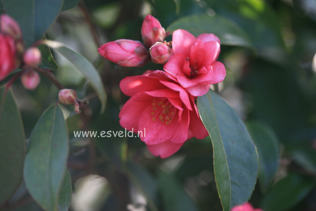 Camellia 'Fairy Wand'