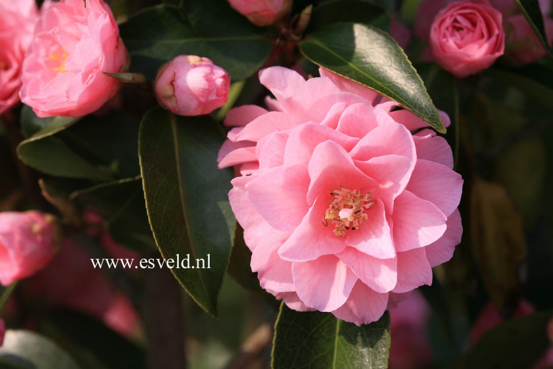 Camellia japonica 'Spring Festival'