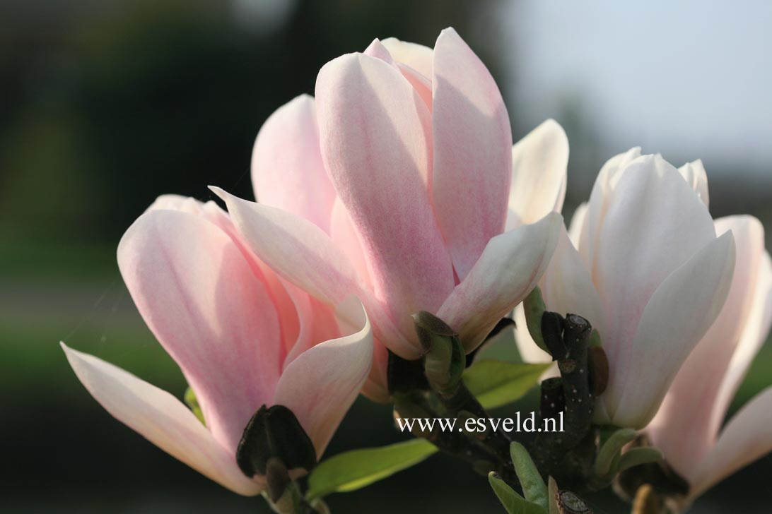 Magnolia 'Rouged Alabaster'