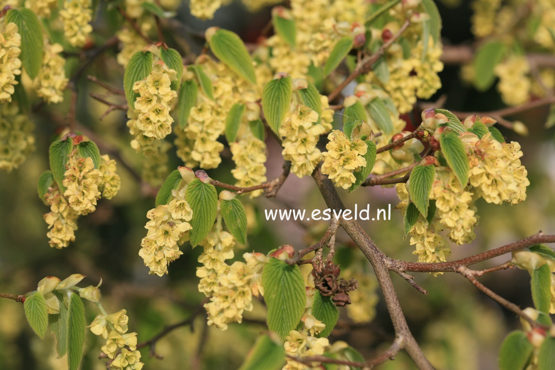 Corylopsis sinensis