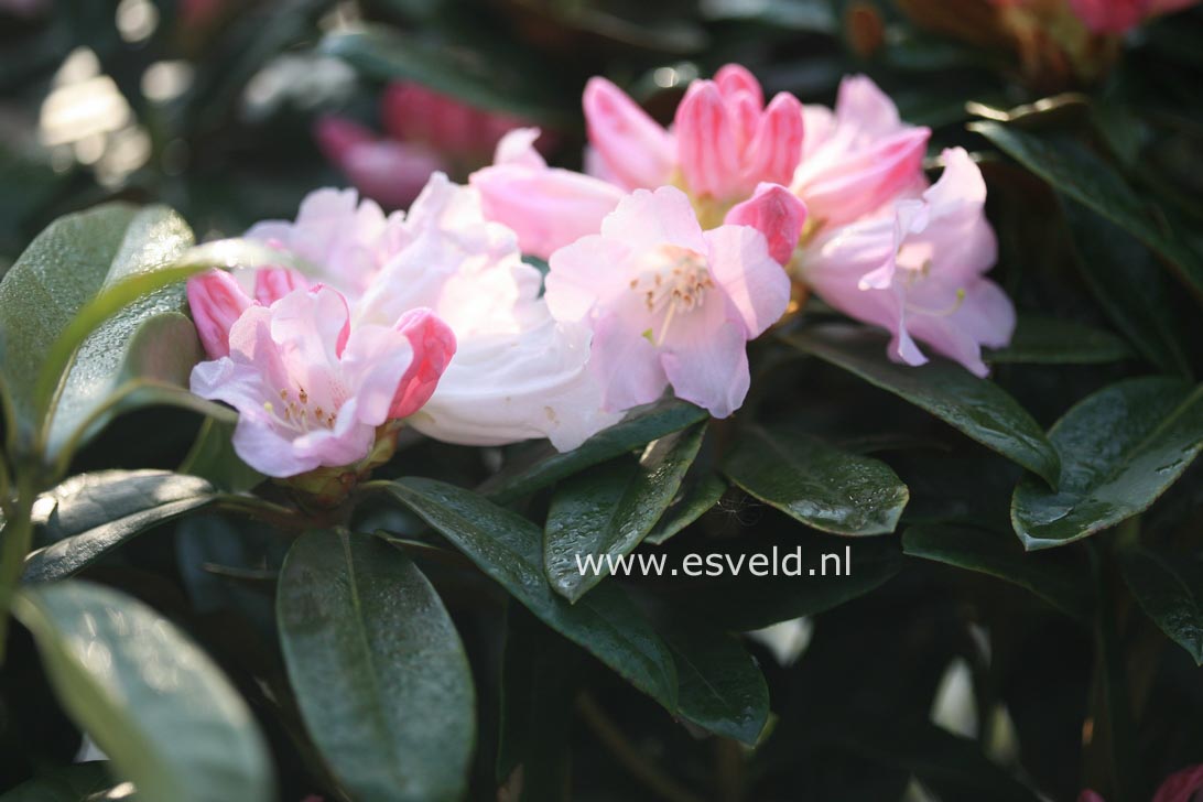 Rhododendron 'Lem's Monarch'