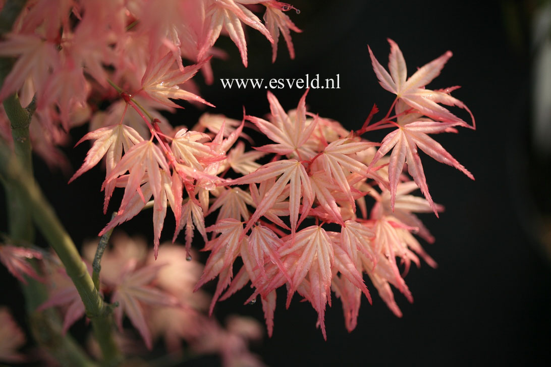 Acer palmatum 'Beni otome'