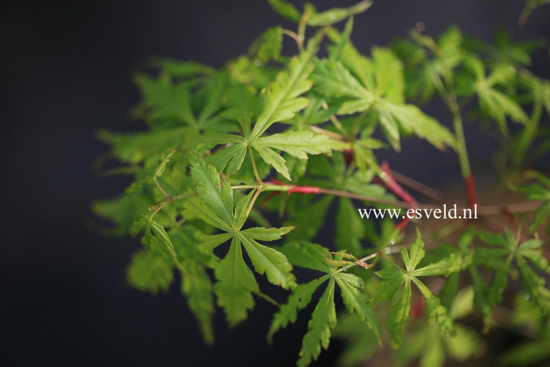 Acer palmatum 'Midori mure hibari'