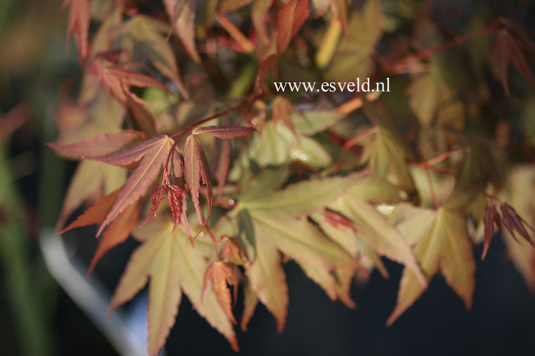 Acer palmatum 'Nakahara beni'