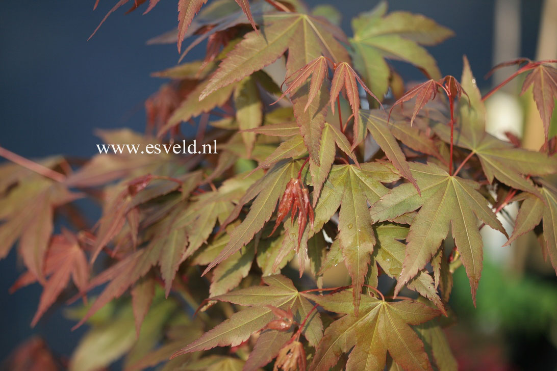 Acer palmatum 'Nakahara beni'