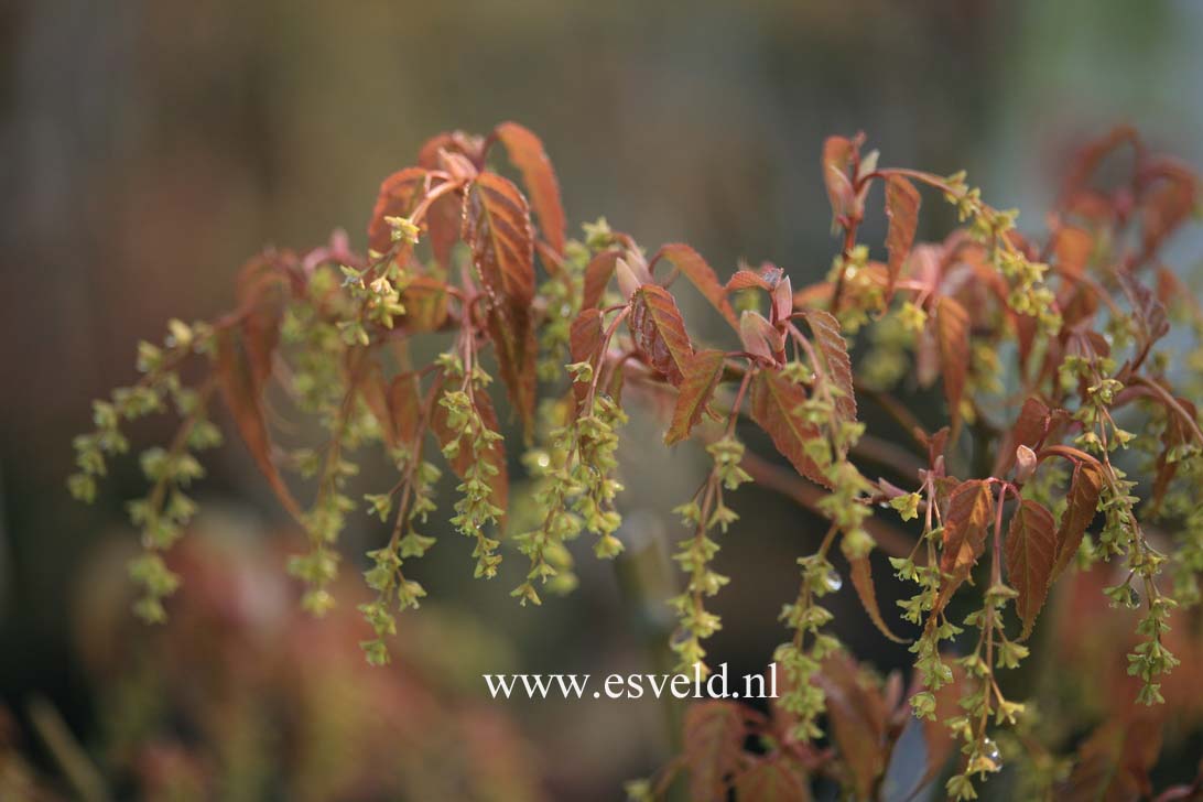 Acer caudatifolium