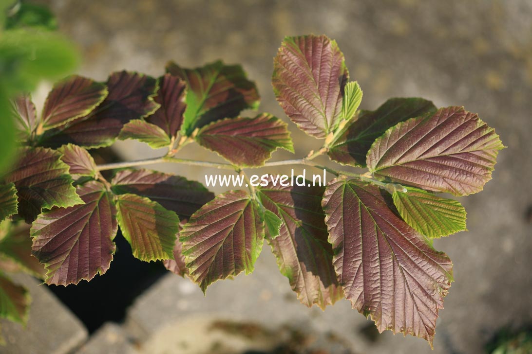 Hamamelis intermedia 'Livia'