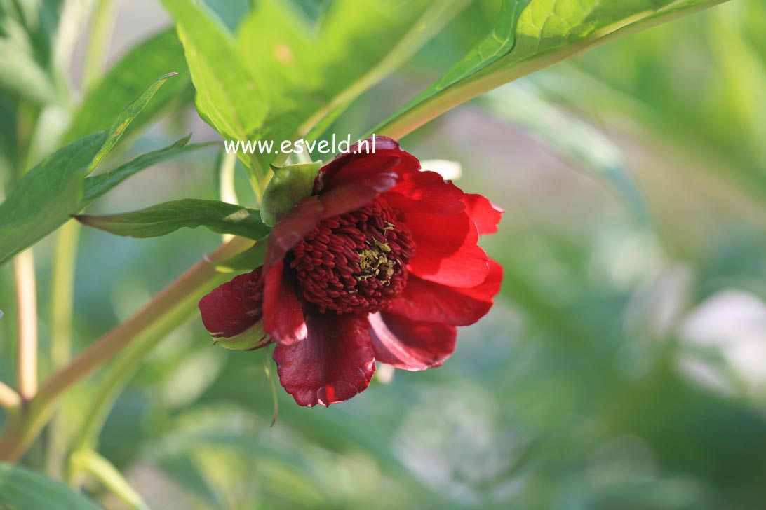 Paeonia delavayi