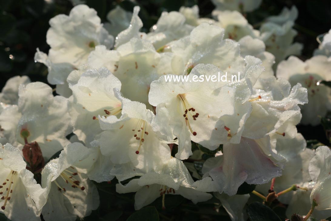 Rhododendron 'Cowslip'