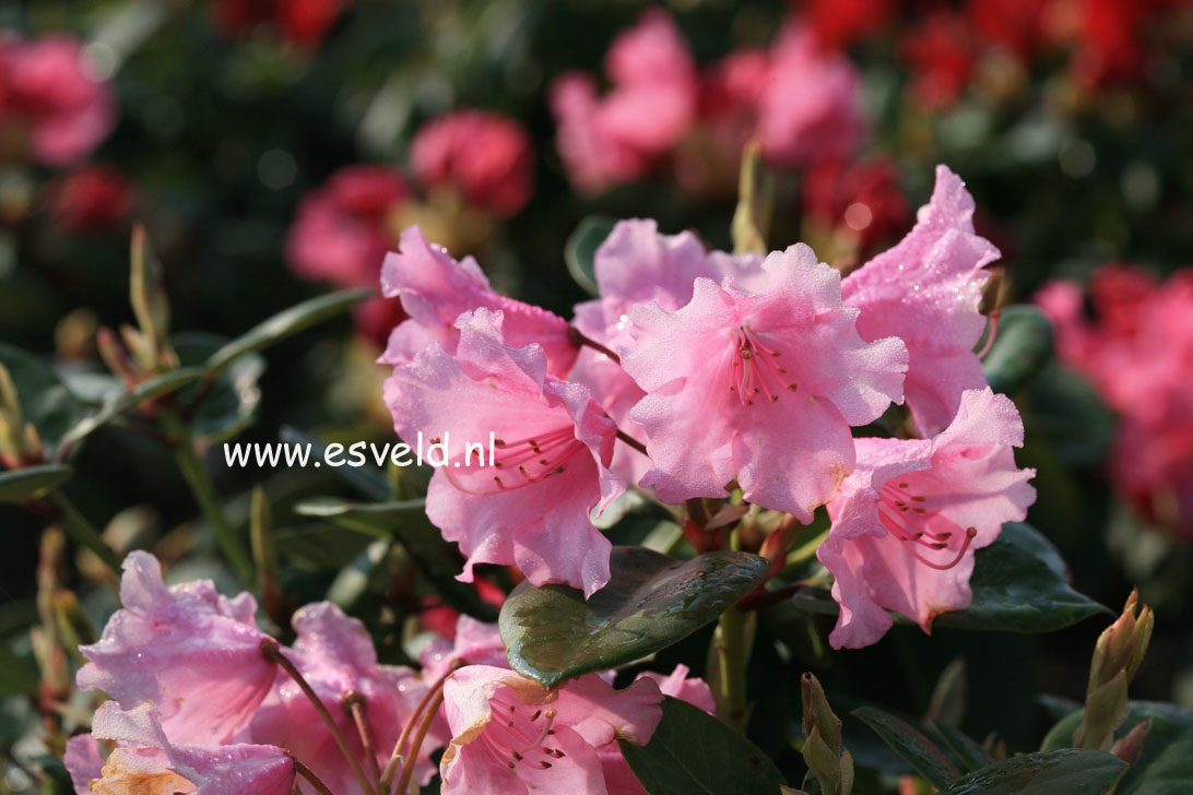 Rhododendron 'Stockholm'