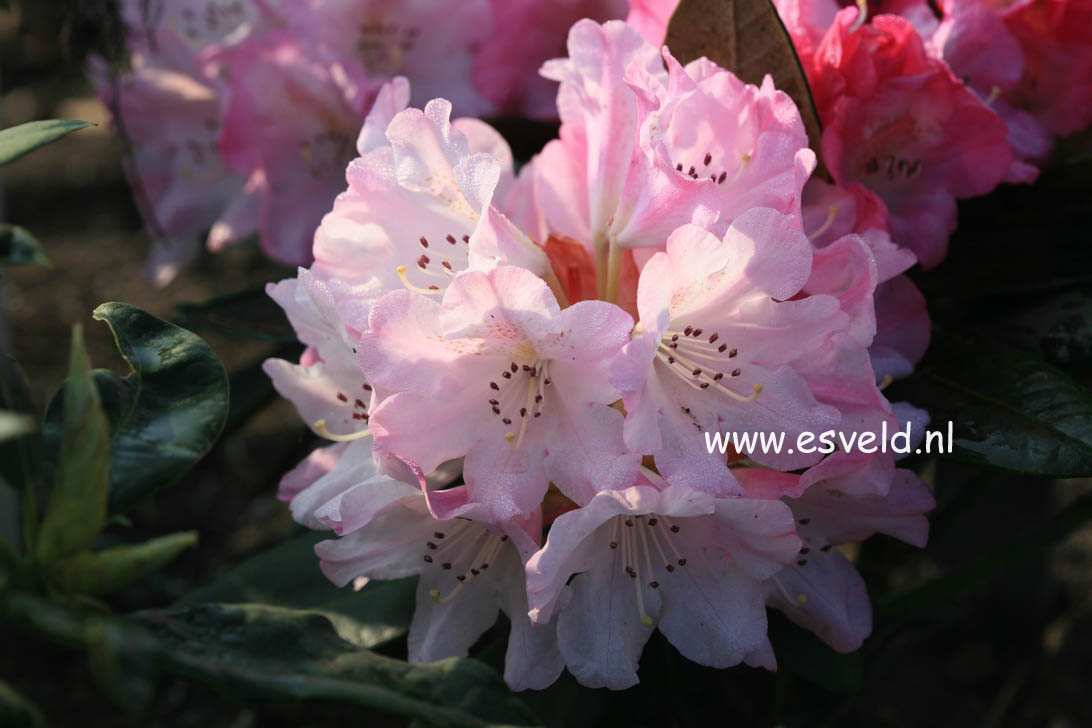 Rhododendron 'Santiago'