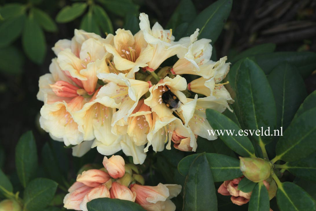 Rhododendron 'Karibia'