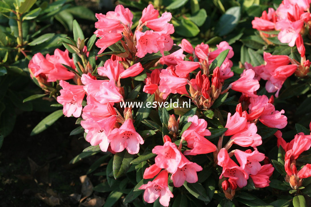 Rhododendron 'Winsome'