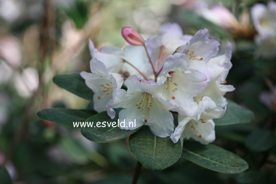 Rhododendron 'Cowslip'